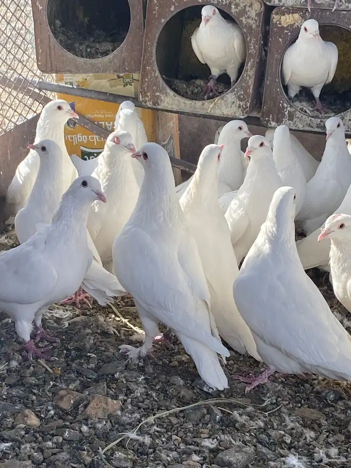 حمام فرنسي سوبر جانبو 9