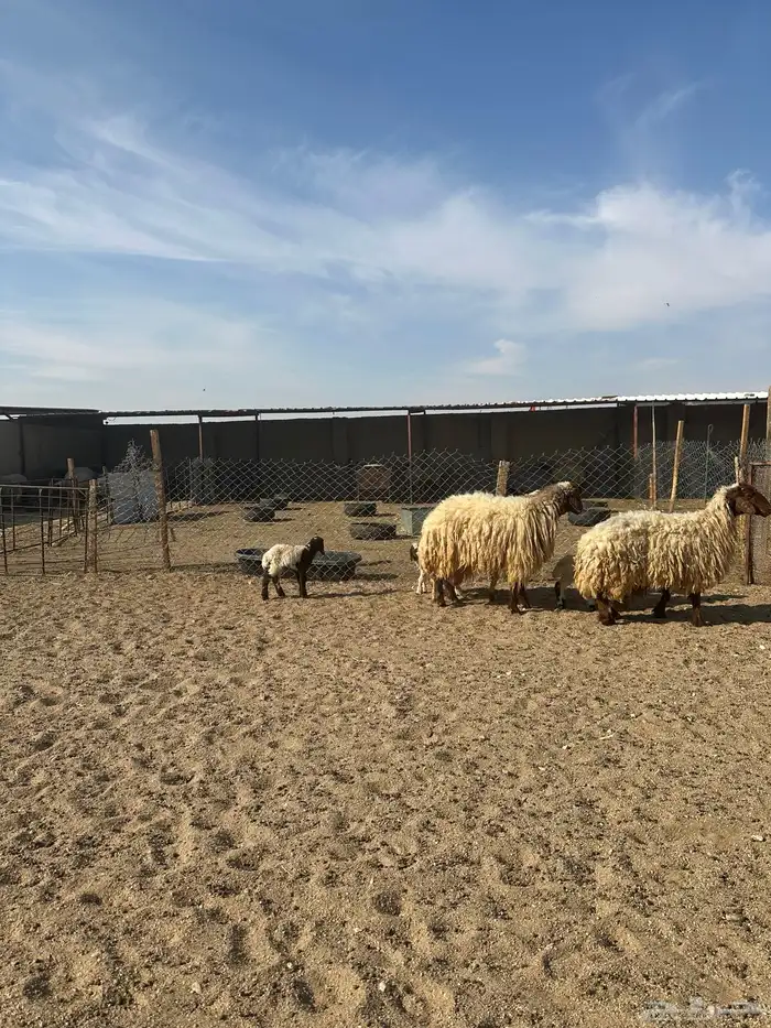 مطافيل انعيم طيبه اللبييع 4