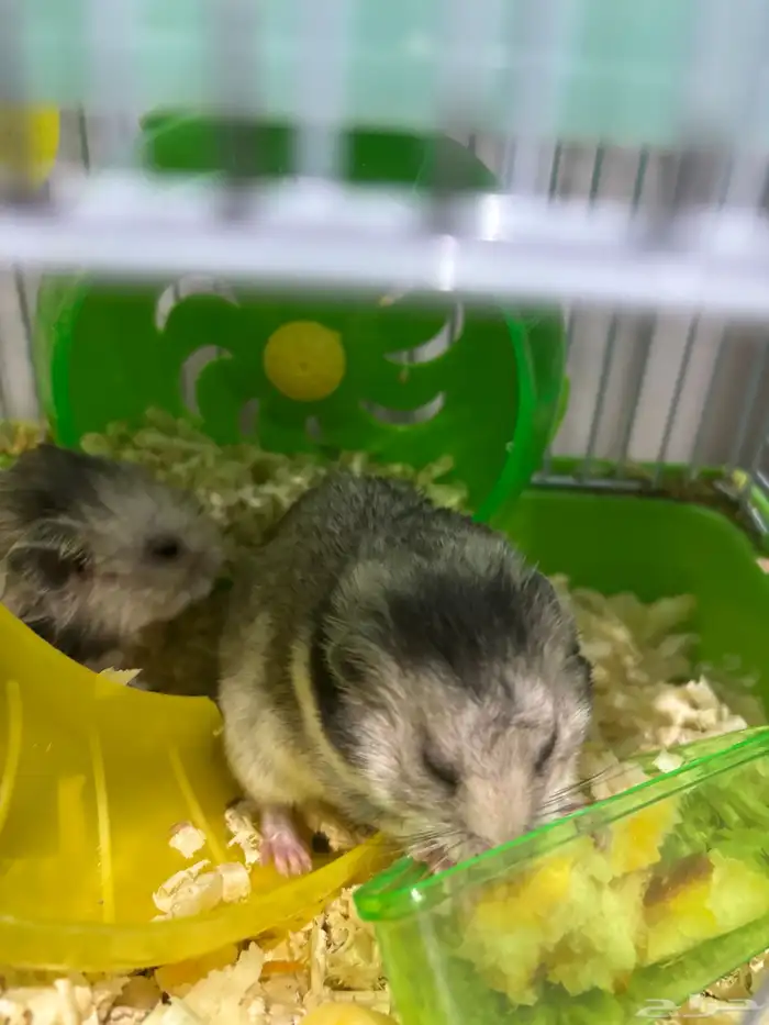 2 هامستر مع قفصهم 1