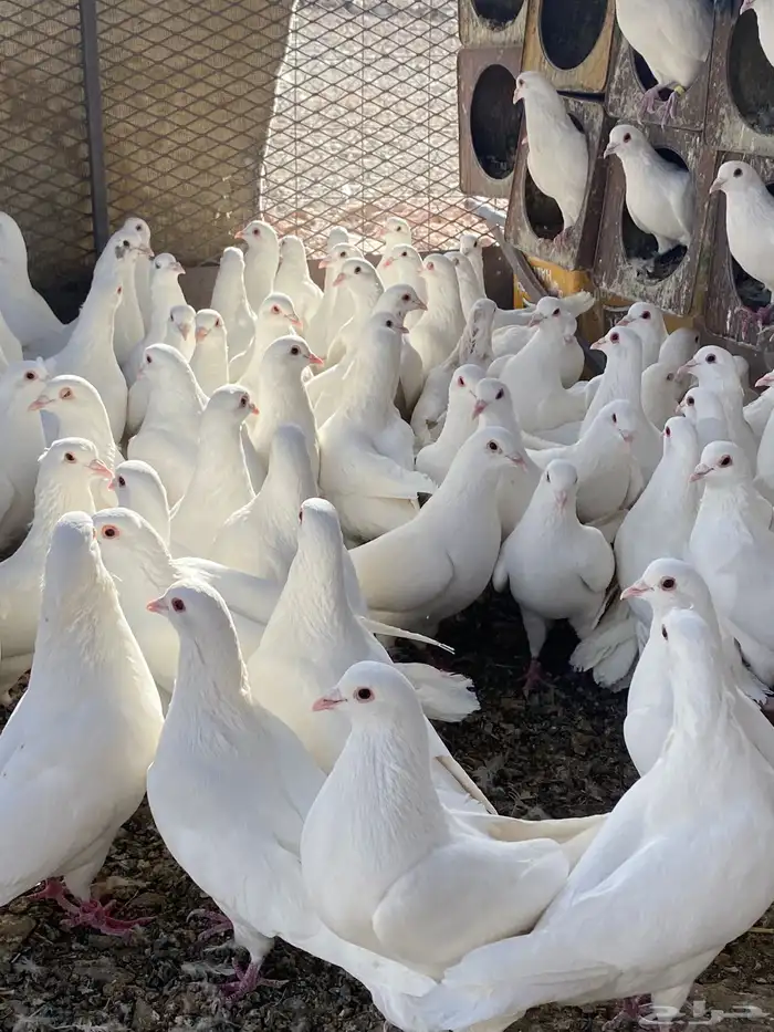 حمام فرنسي سوبر جانبو 22