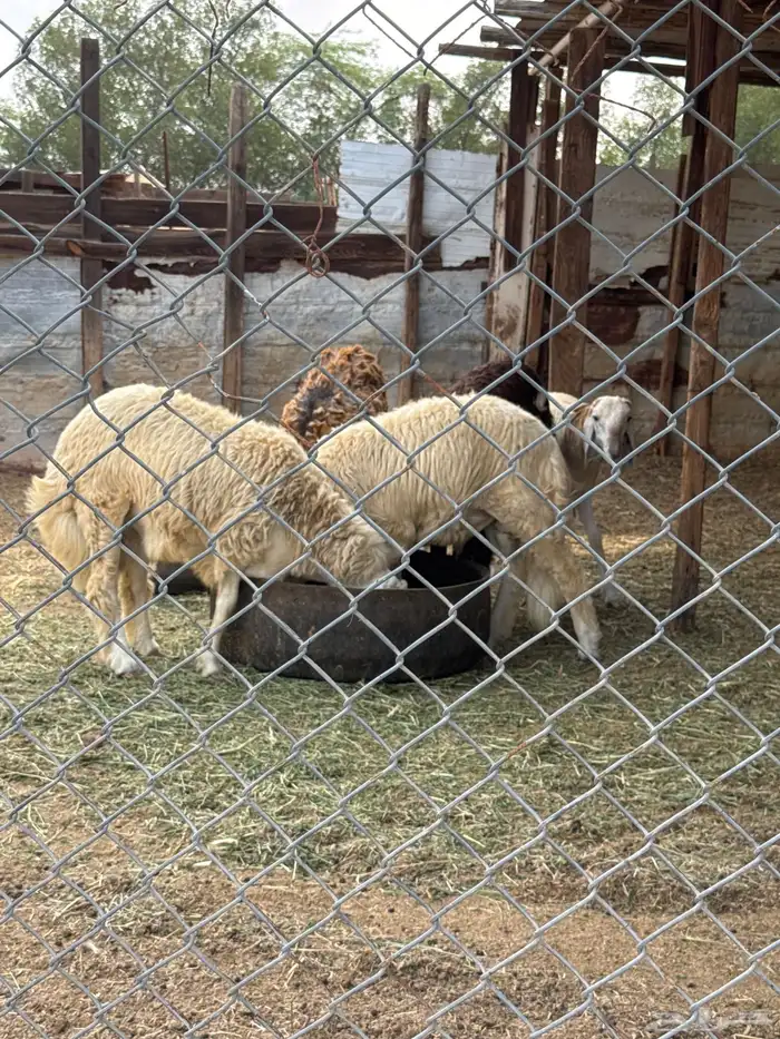 4 طليان للبيع شحم ولحم 4