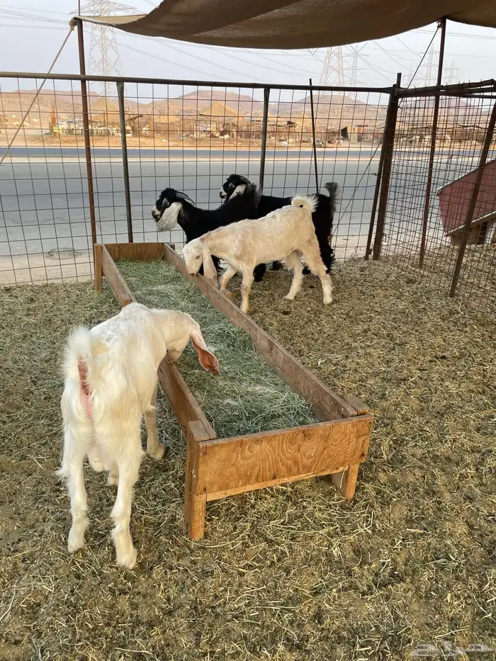 تيوس فل شحم 1