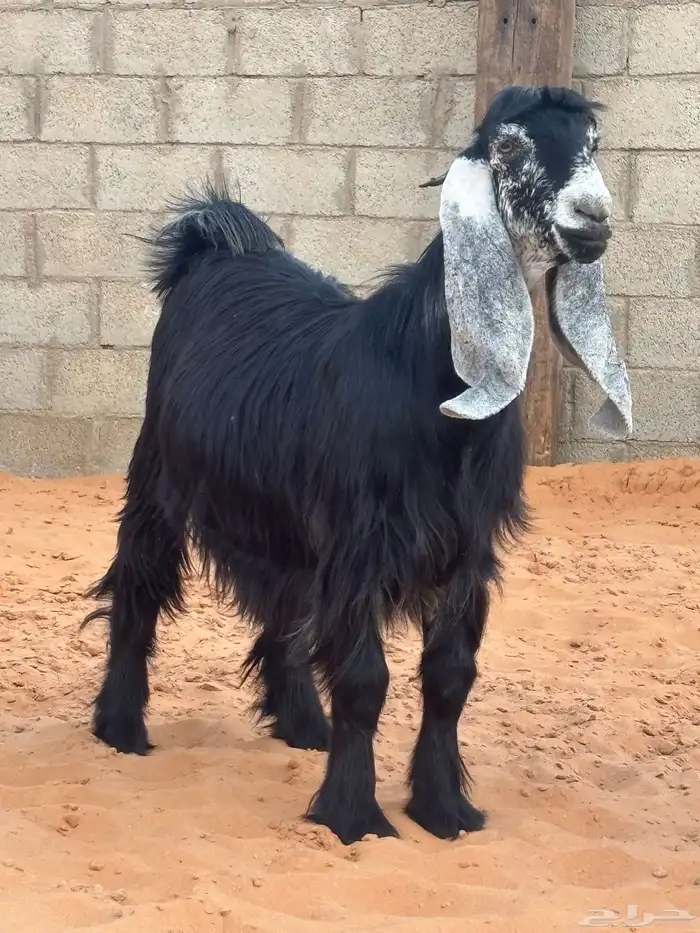 جفرتين جذعات صنف دفيع 2