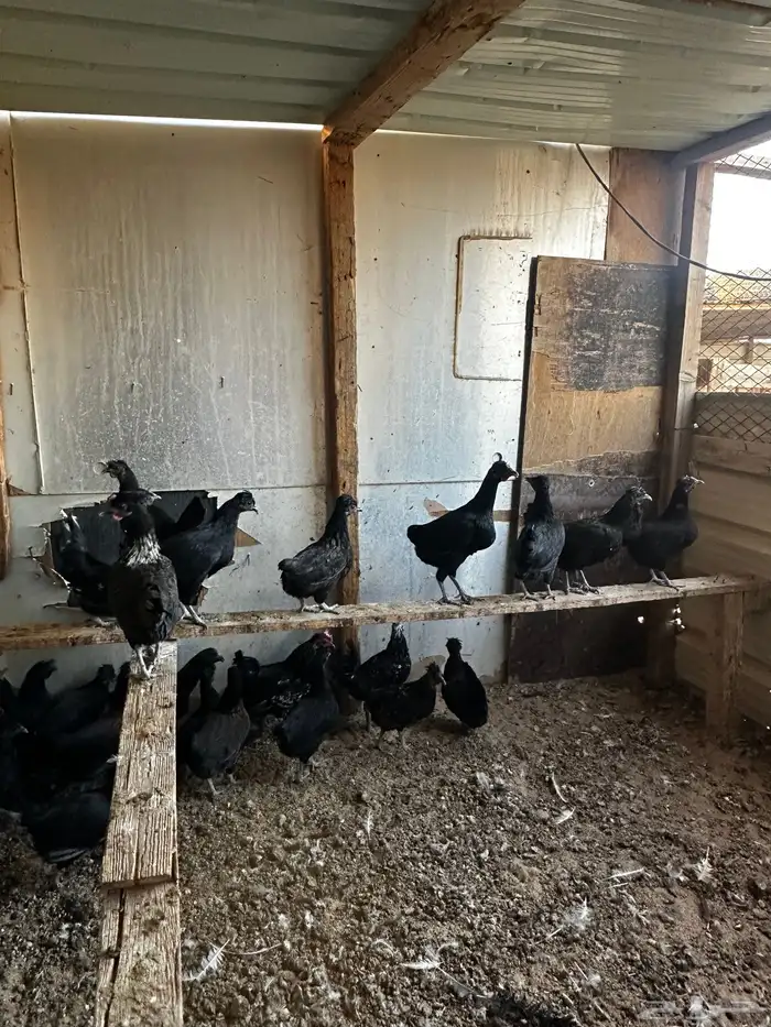 دجاج للبيع 4