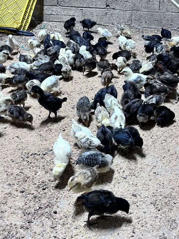 صيصان بلدي 0