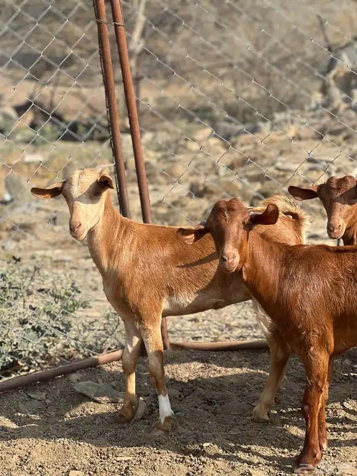 جفار دهم تأسيس مراح 5