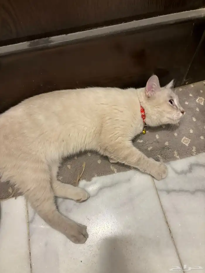 قط ضايع في رابغ 2