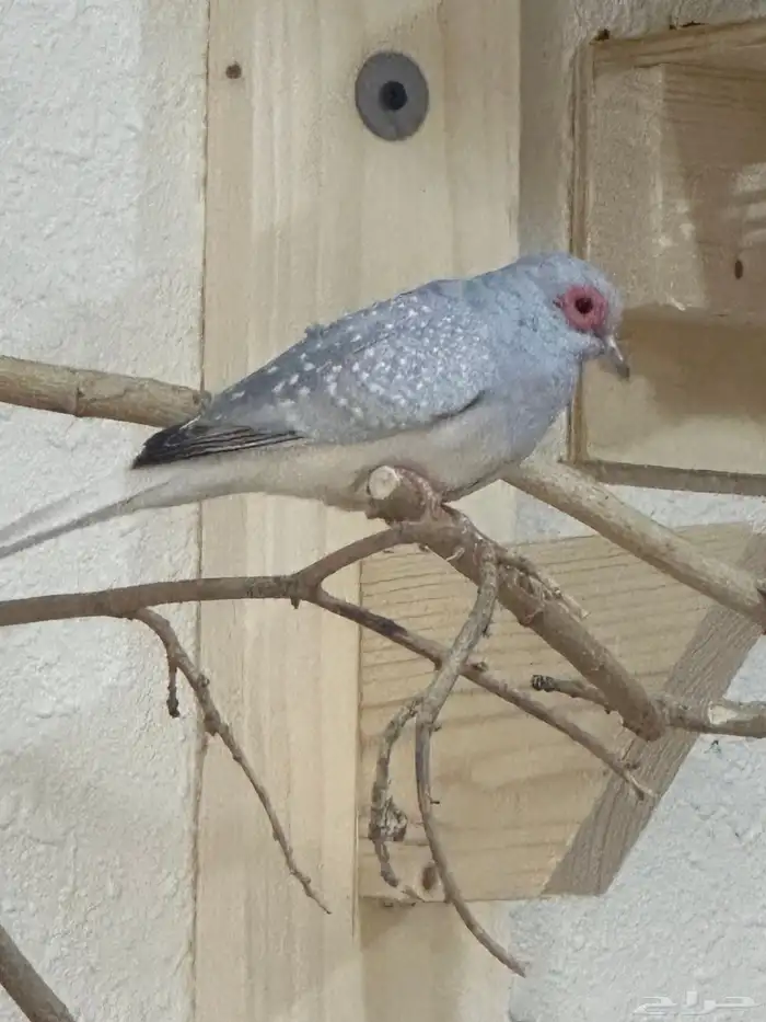 ازواج ماسي 0