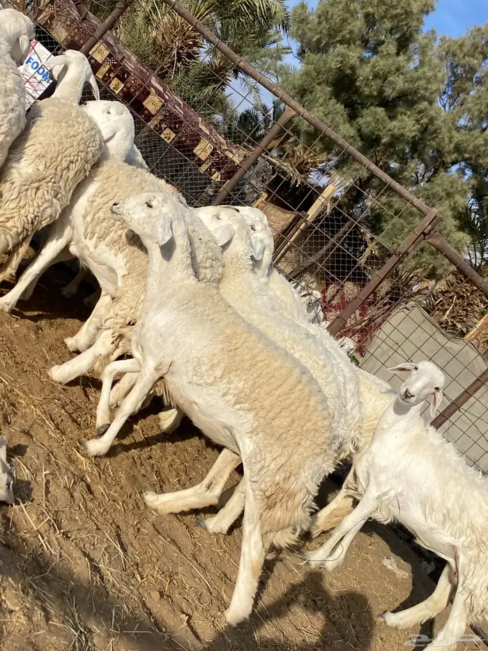 رخال حريات صنف الصنف دفيع 10