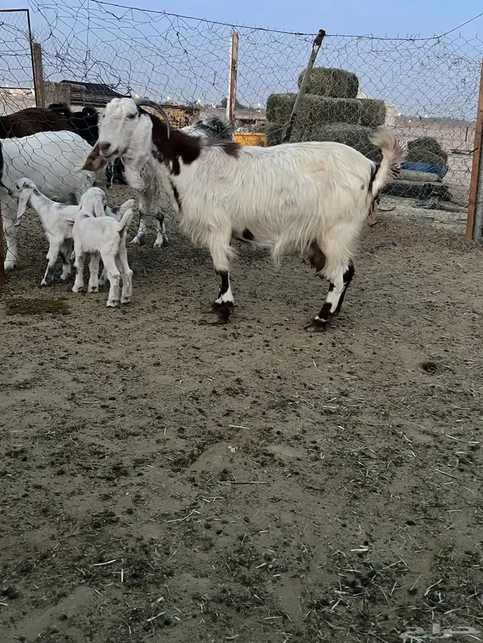 عنز متبع بجفرتين 5