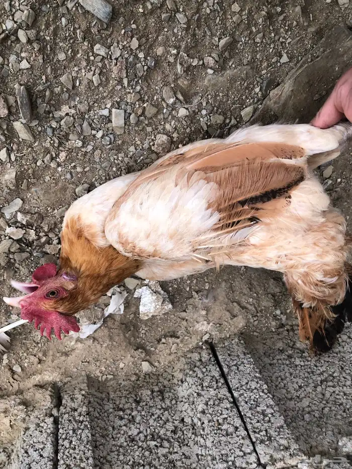 دجاجة بلدي 2