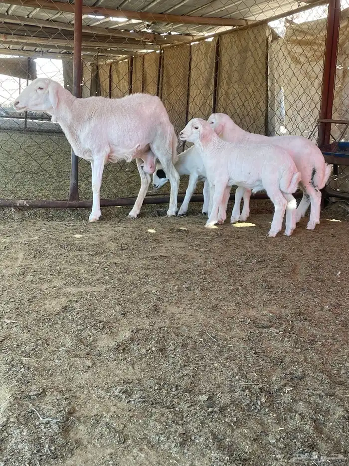 شاه عليها ثلاثة 2