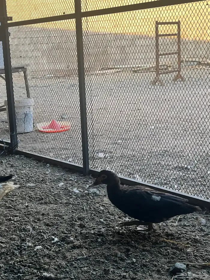 للبيع أو البدل بط بلدي حضان 3