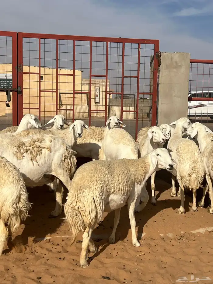 حريات صنف الصنف مراح متعوب عليه 41