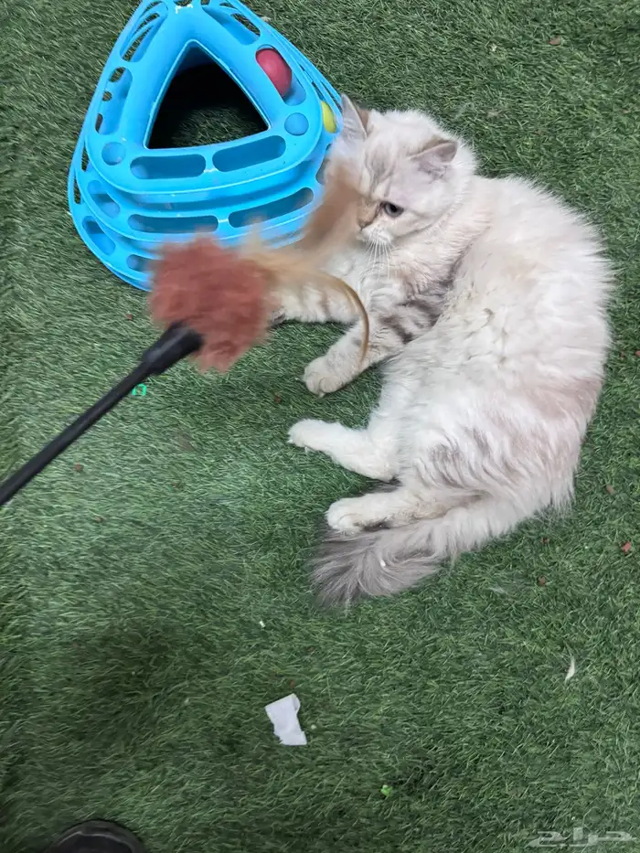 قطه للتزاوج مجانا 2