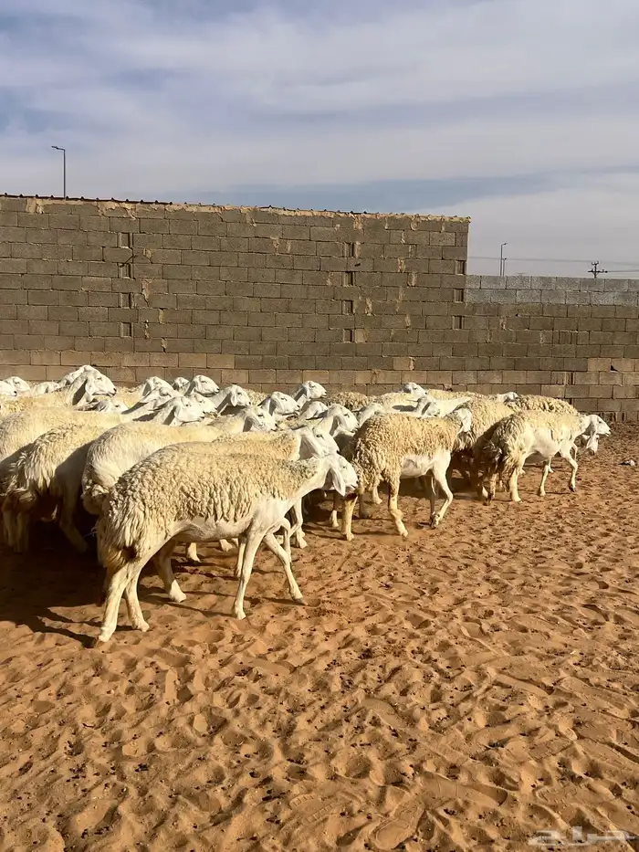 حريات صنف الصنف مراح متعوب عليه 14