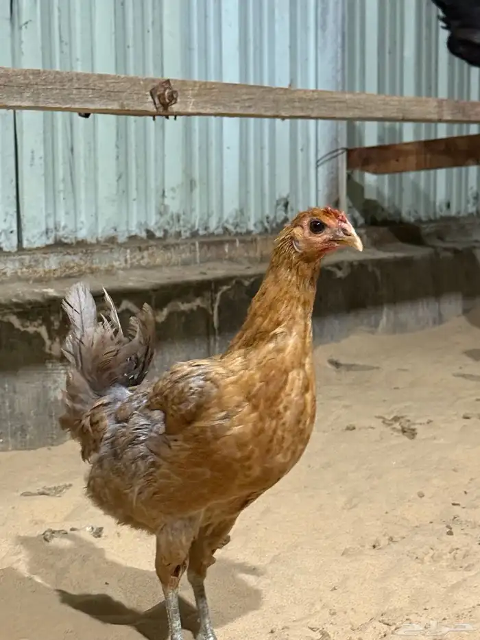 للبيع دجاج 1