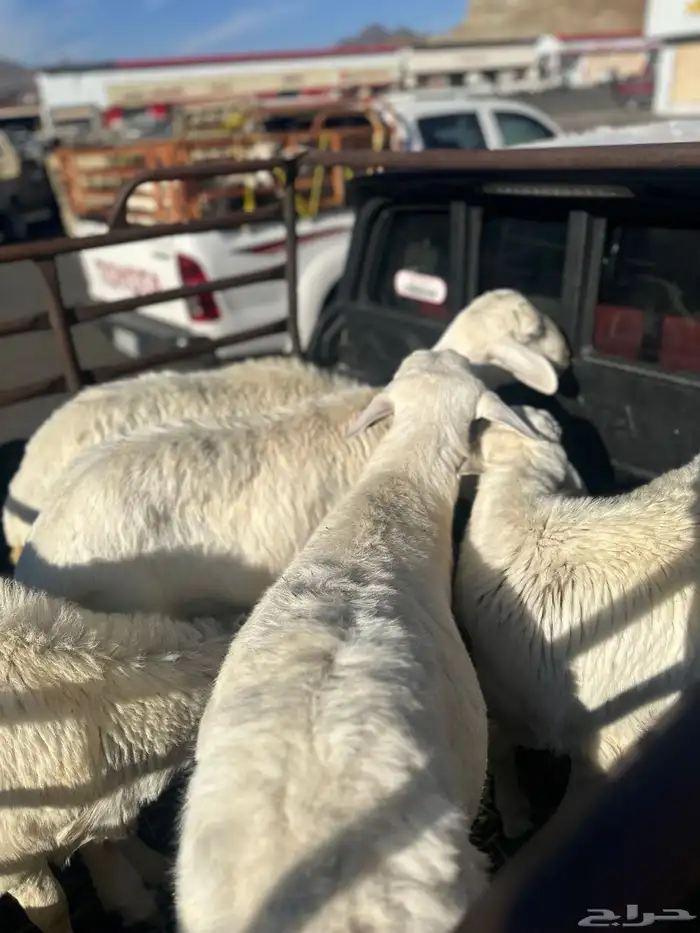 خرفان كفو على السوم 0