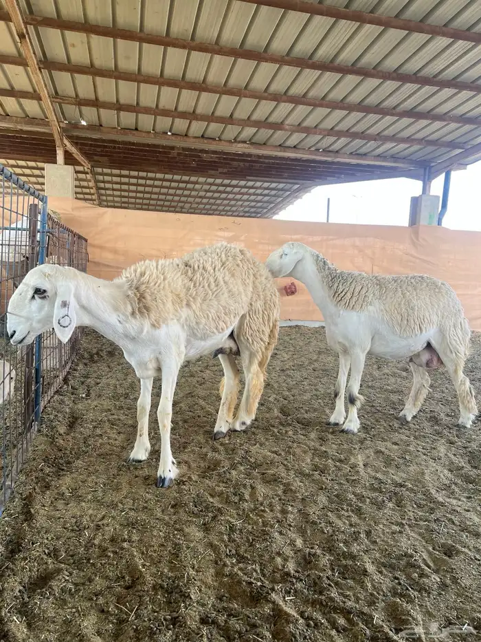 حريات صنف الصنف مراح متعوب عليه 11