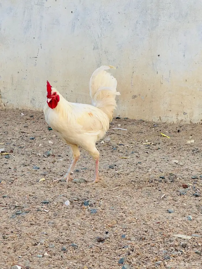 ديك تبيض و دجاجه برهما 0