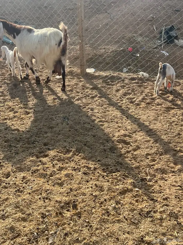 عنز متبع بجفرتين 1