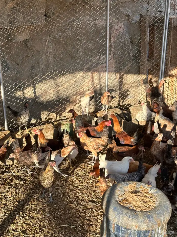 دجاج بلدي العمر 4 شهور الصحه شرط 3