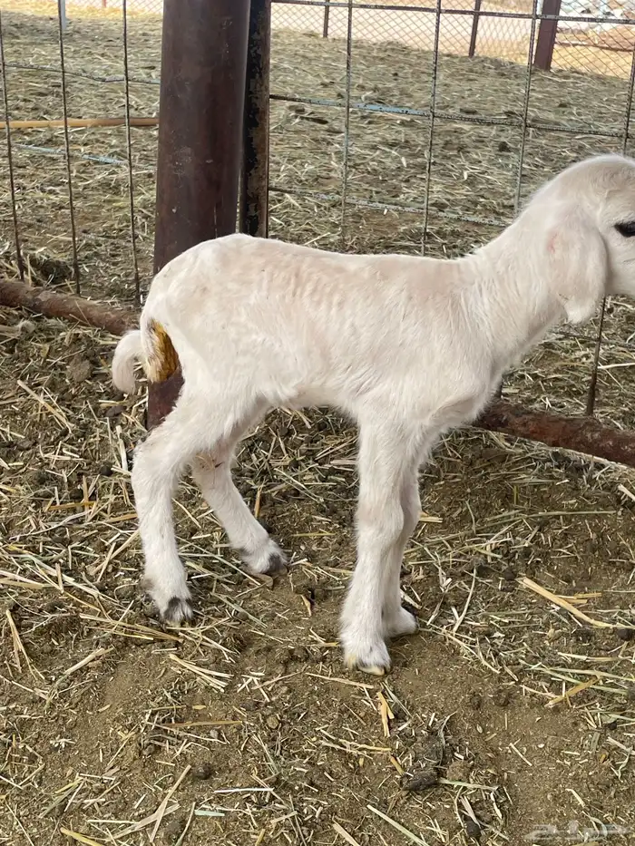 بهم حري بهم دواغير 52