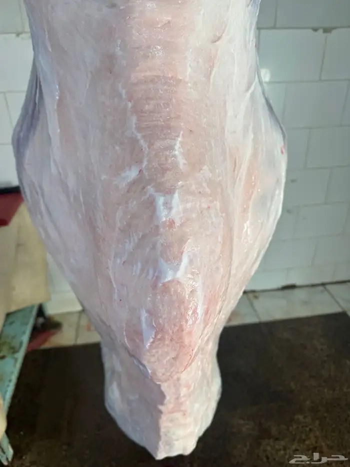 حاشي لباني مسحوب من أمه امس عمره (4)شهور والطعم تحدي 3