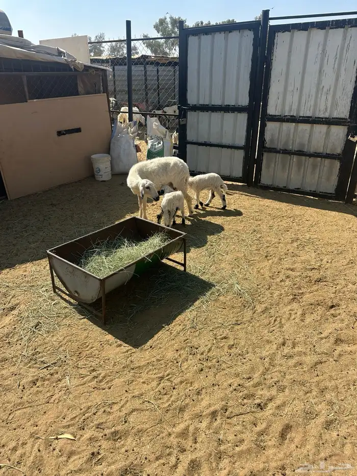 ثنيه صفراء متبع باثنين 1