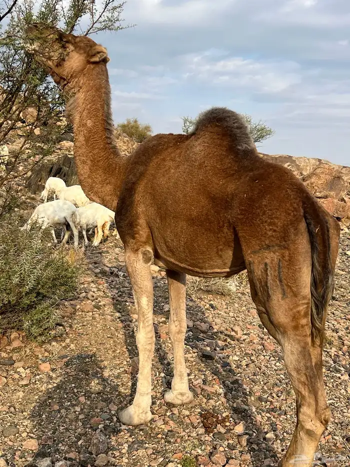 ناقه حمراء من العوادي 3