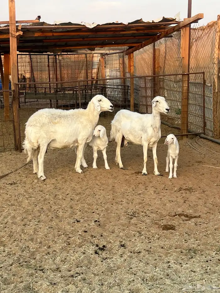 خلفات روم وسلم 0