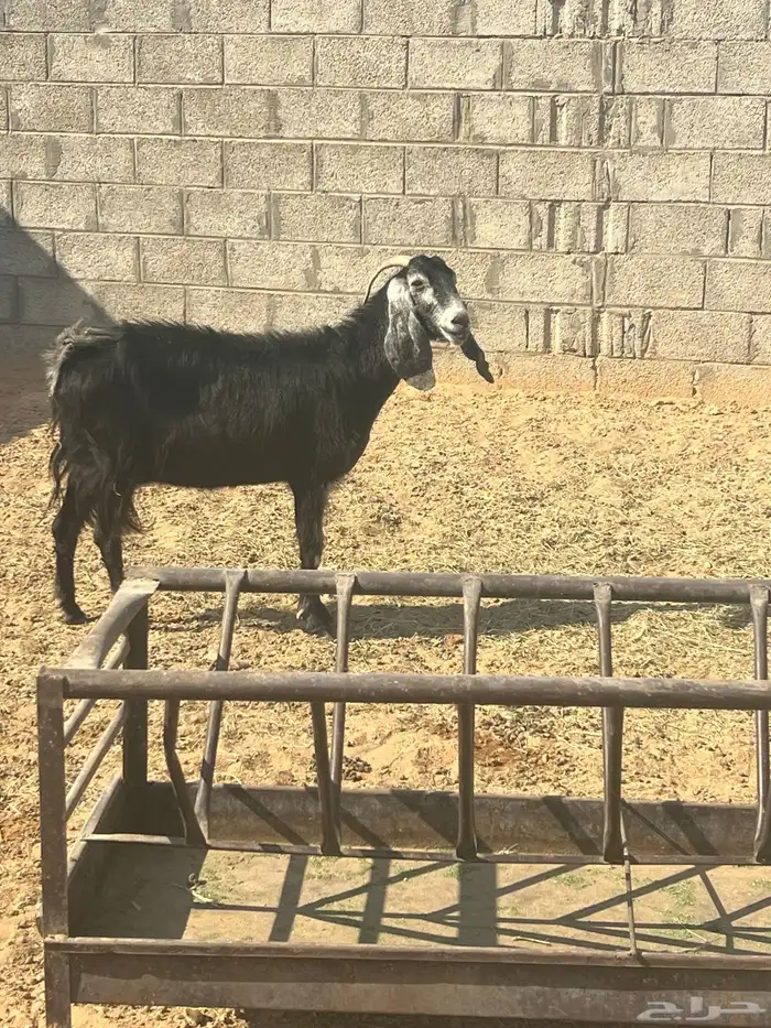 للبيع عنز عارضيه دافع 2