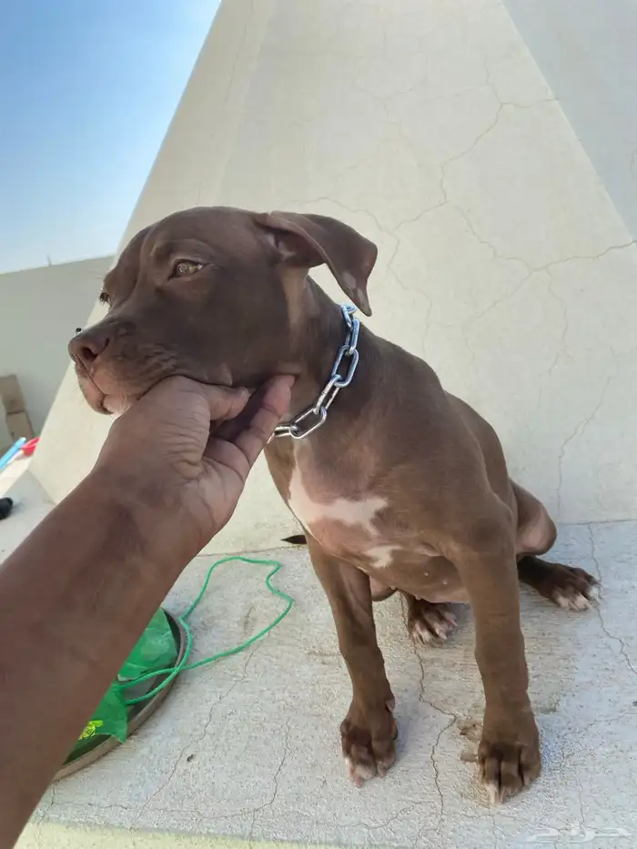 بيتبول اكس ال للبدل مع جرو جيرمن شيبرد او روت وايلر 4