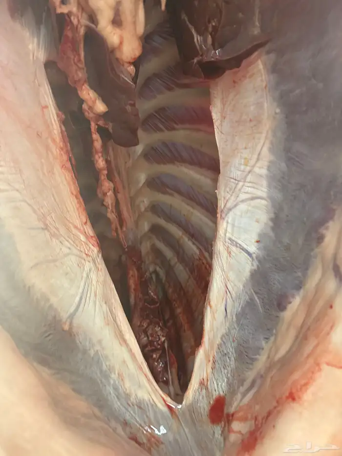 حاشي لباني مسحوب من أمه امس عمره (4)شهور والطعم تحدي 2