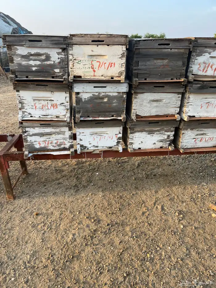 خلايا نحل افرنجي 3