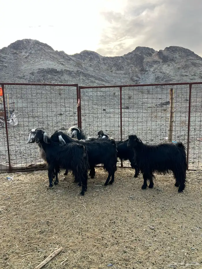 غنم وجفار مراح مضاريع ودفيع 11