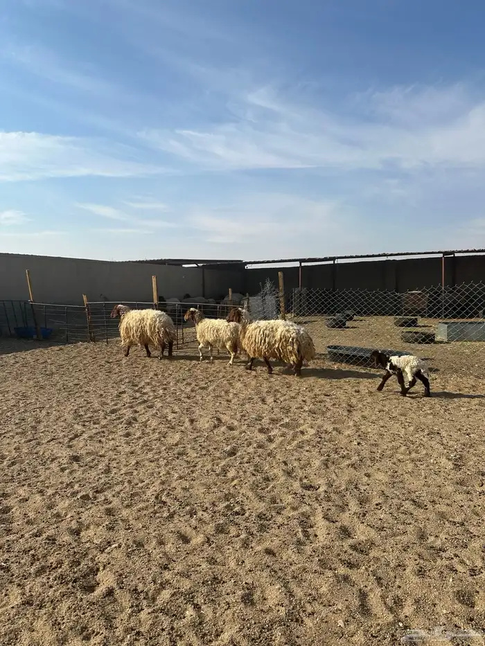 مطافيل انعيم طيبه اللبييع 10