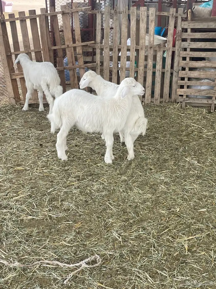 بهم حري بهم دواغير 23