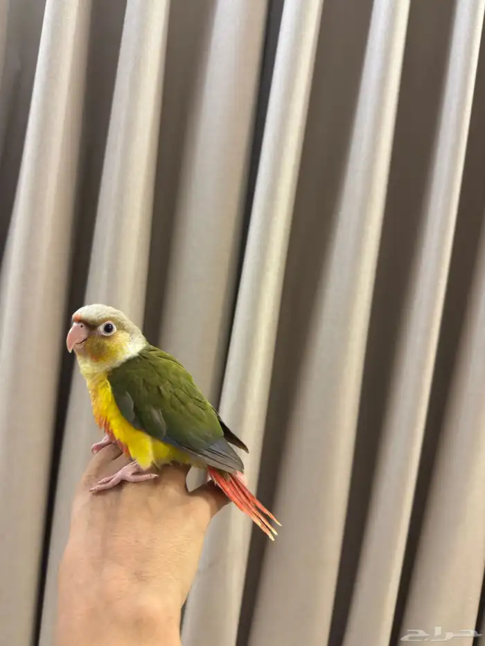 كنيور أناناس 2