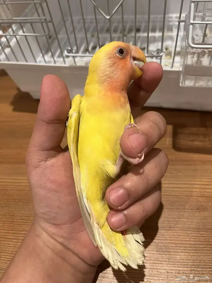 طير روز الييف 1