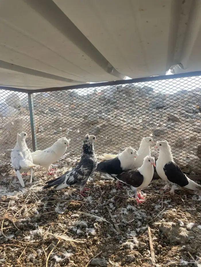 قطايف ولبناني 2