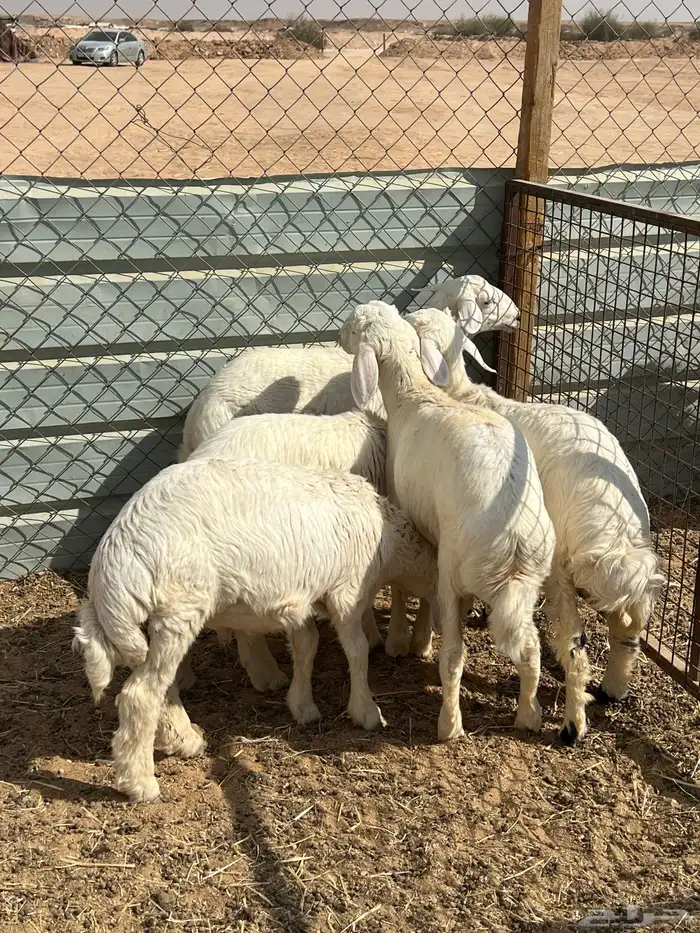 حري ذبايح بريه 1