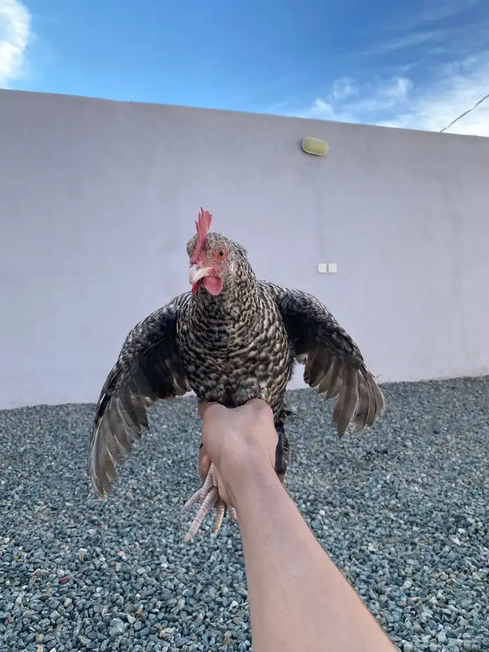 دجاجه تركيه للبيع 1
