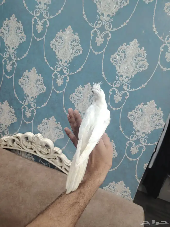 كروان البينو اليف هدد نشبه 2