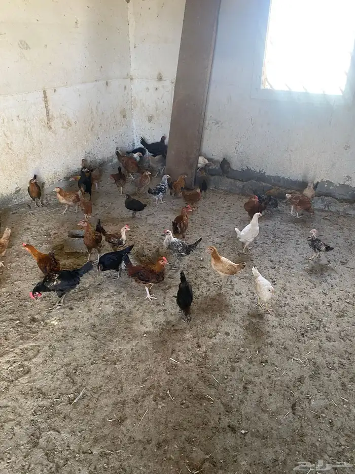 البيع دجاج بلدي شرط من المرض 2