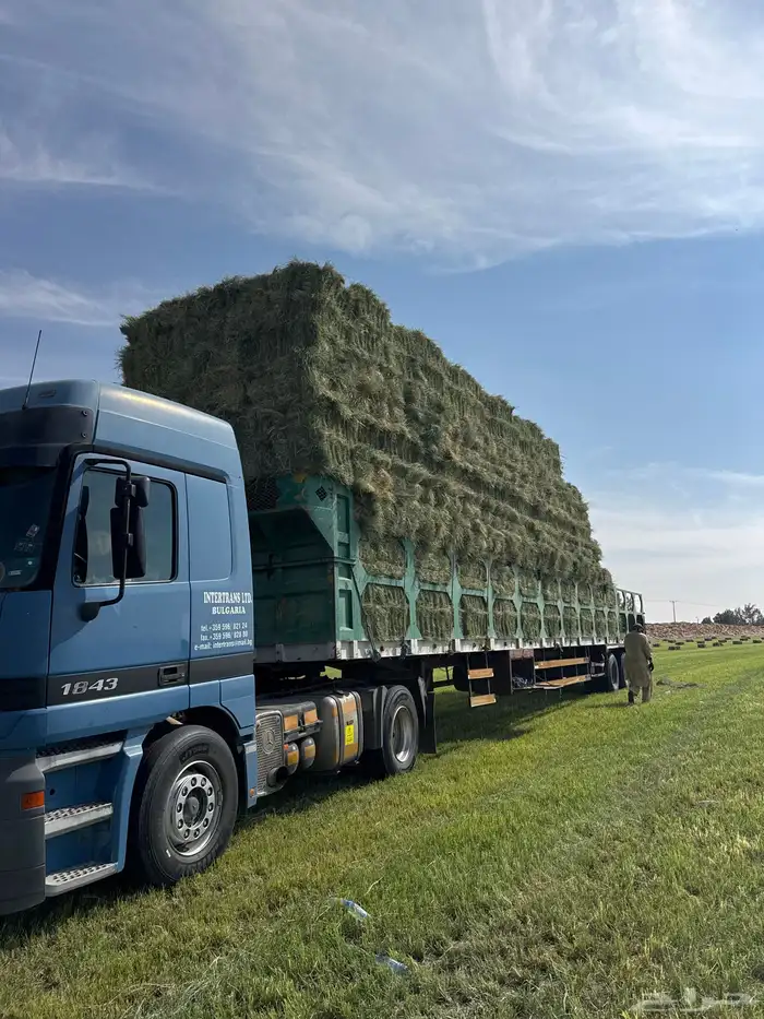 على طلب العميل برسيم رودس ذره نجم ت 8