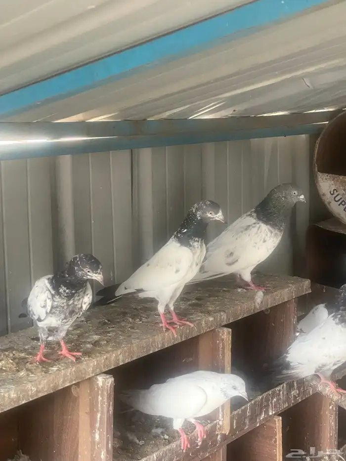 35 زوج حمام باكستاني 3