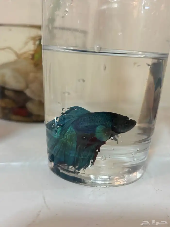 اسماك الفايتر 17