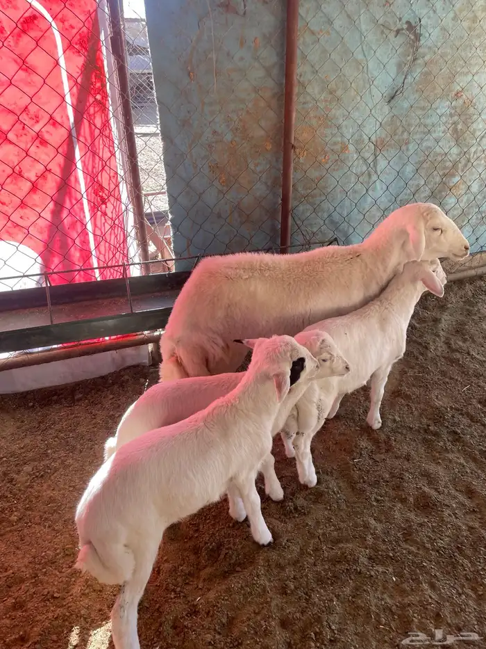 شاه عليها ثلاثة 13