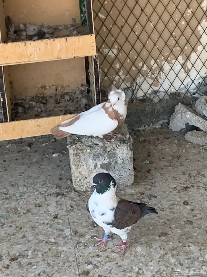 طيور للبيع 6